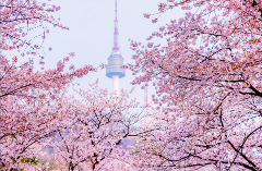 6D5N Spring in Gyeongsang + Seoul