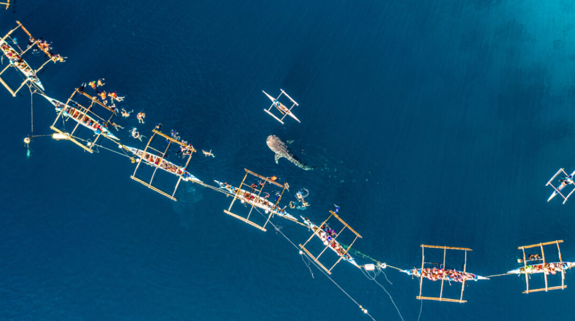 4D3N Cebu + Oslob Adventure with Whale Shark - Private