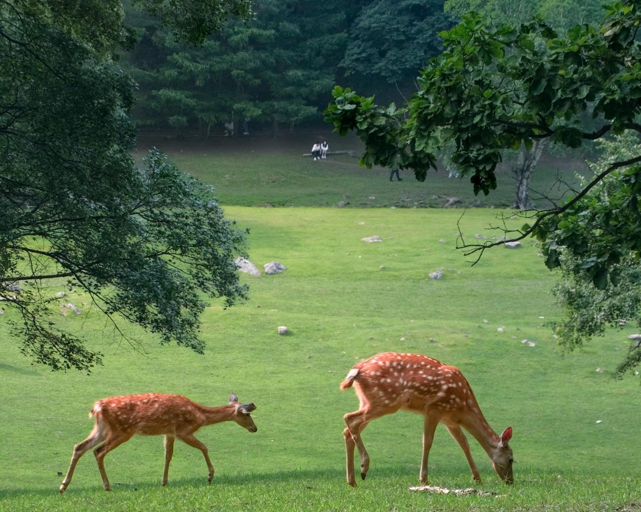 Jinzu Peak · A Forest Escape in Yichun Private Tour - Min 4 to go