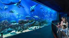 S.E.A. Aquarium™ with 1-way transfer 