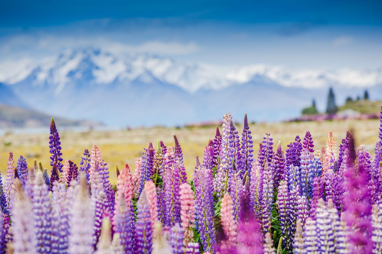 6D5N New Zealand Southern Highlights ( Self Drive ) EU Holidays Pte