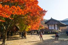 7D6N Autumn Jeolla Wondrous Hiking Tour (Land only) (Special Departure)