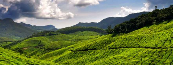 6D5N Kerala/Cochin Highlights - Private Tour