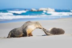 2 Days Ultimate Kangaroo Island Tour Visit Flinders Chase, Seal Bay, and more (SIC Tour)