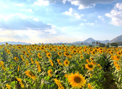 4D3N Bangkok & Khao Yai