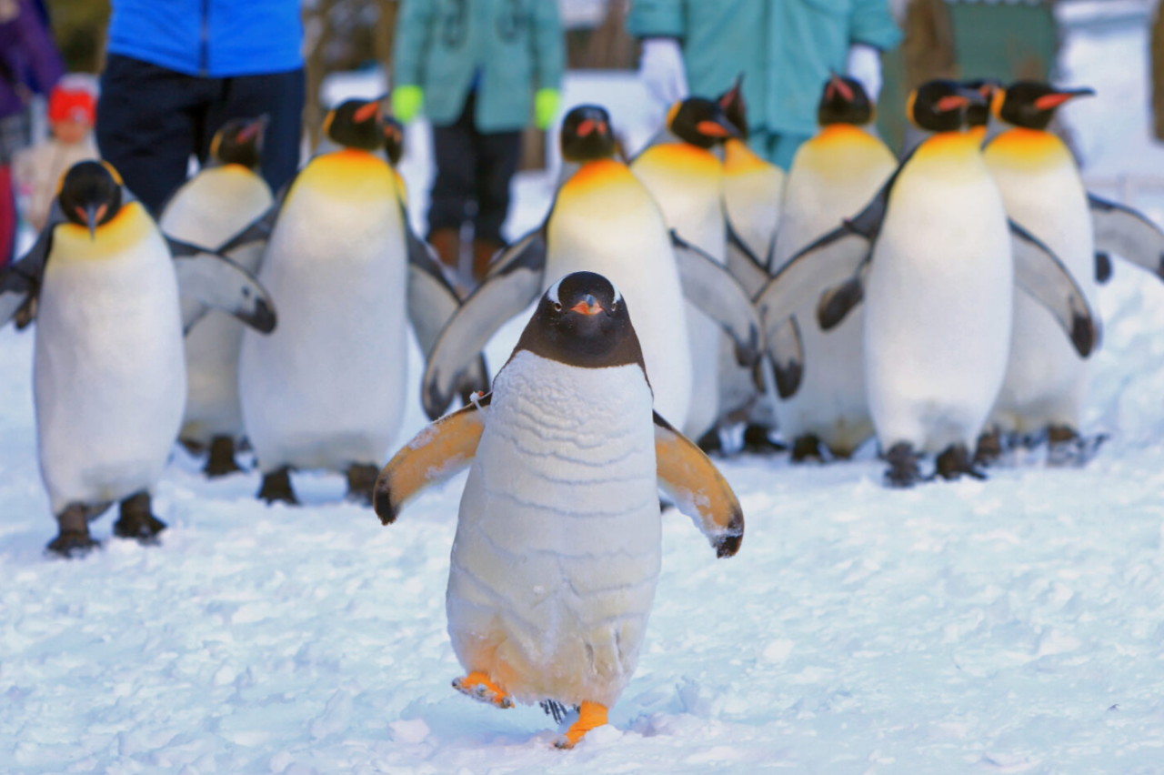 6D5N Viral Ningle Terrace + Penguins Adventure - 4 to go