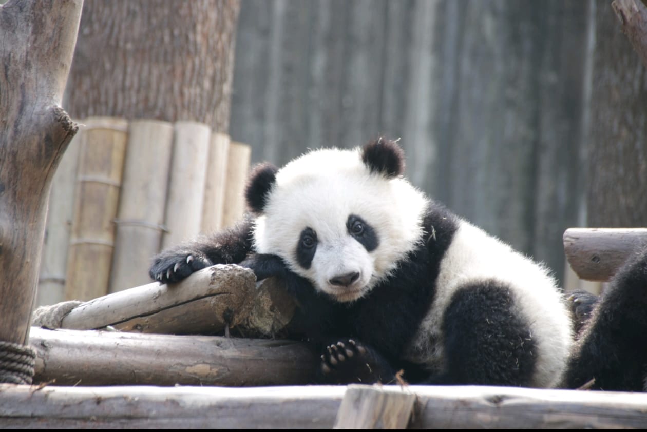 Pandas & Nightlife · Charming Chengdu Private Day Tour - Min 2 to go