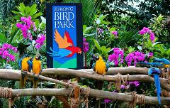 Jurong Bird Park Tickets With Transfer