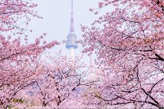 6D5N Seoul CherryBlossom Festival Mar - Apr 2023 ( 4 to go )