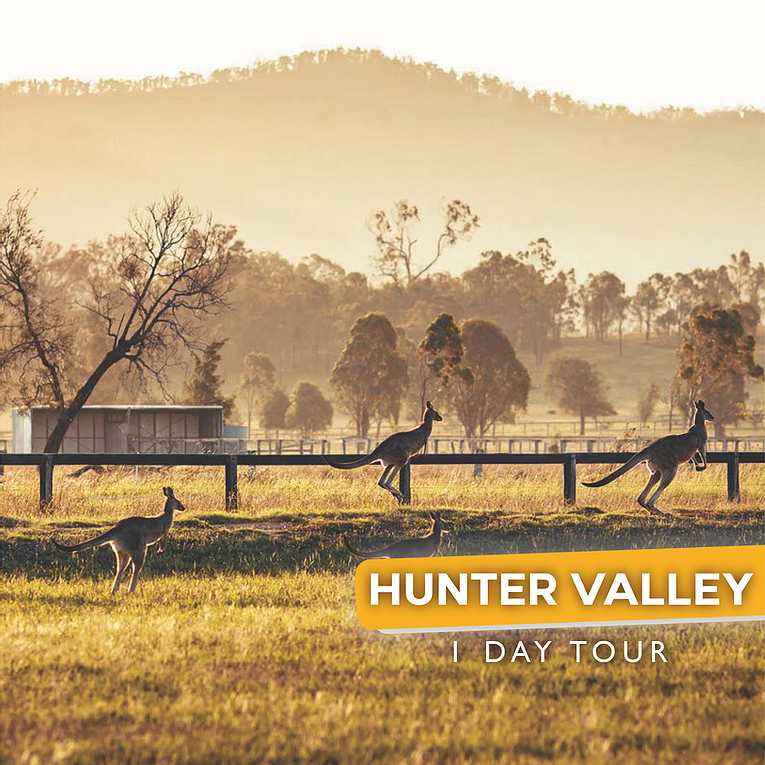 Hunter Valley Wine Tasting + Lunch Guided Day Tour