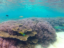 3. SPECIALISED SNORKELLING TOUR