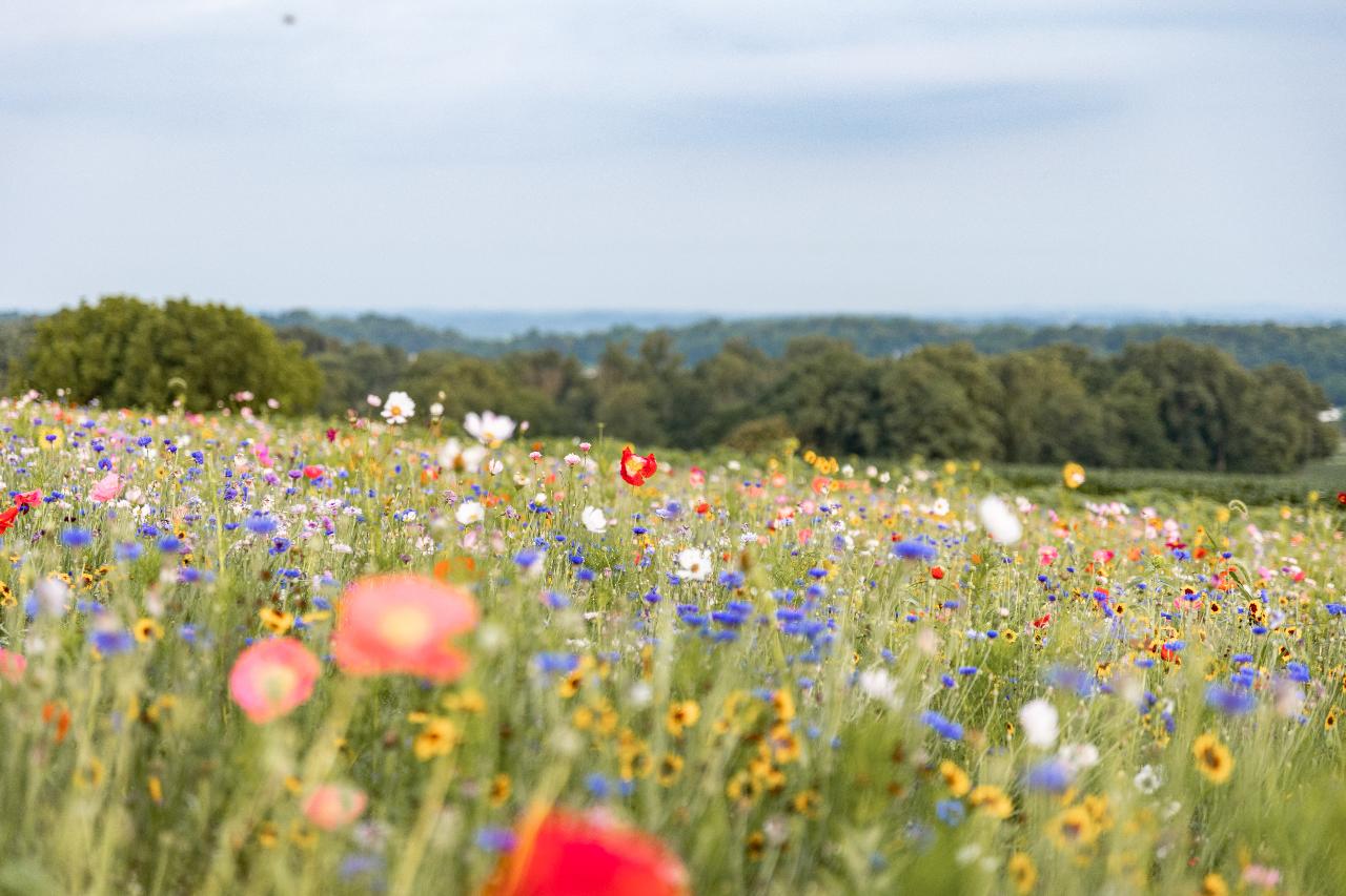 Wildflower Day Field Rentals