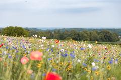 Wildflower Day Field Rentals