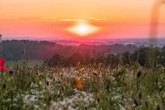 Wildflower Evening Field Rentals