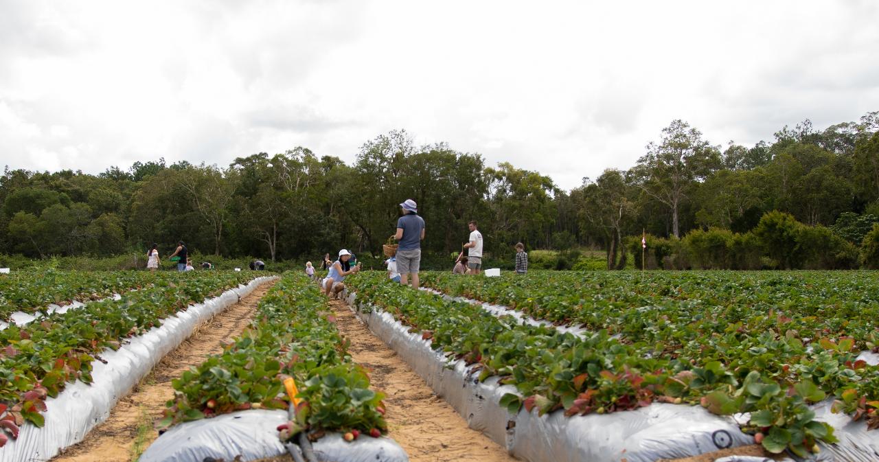 Caboolture Festival Strawberry Sundae! 2022 LuvaBerry Reservations