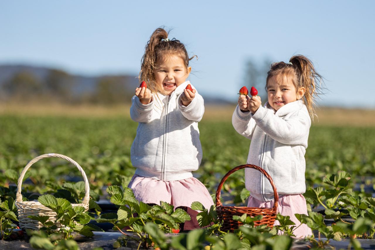 Peckish Picking - PYO Strawberries 2023 is now closed