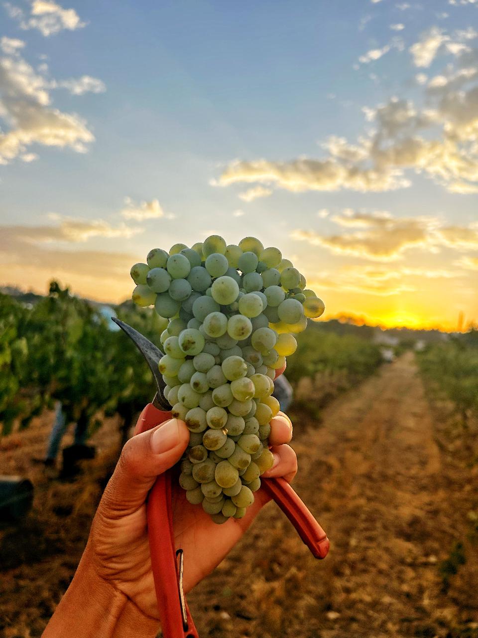 The Chenin Argument