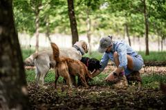 SUMMER SIESTA TRUFFLE HUNT