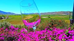 Mexico: Guadalupe Valley Wine Tasting