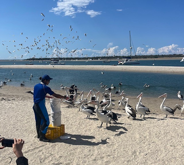 Shared Tour: Surfers Paradise to Wavebreak Island and back - 3 hour fun cruise!