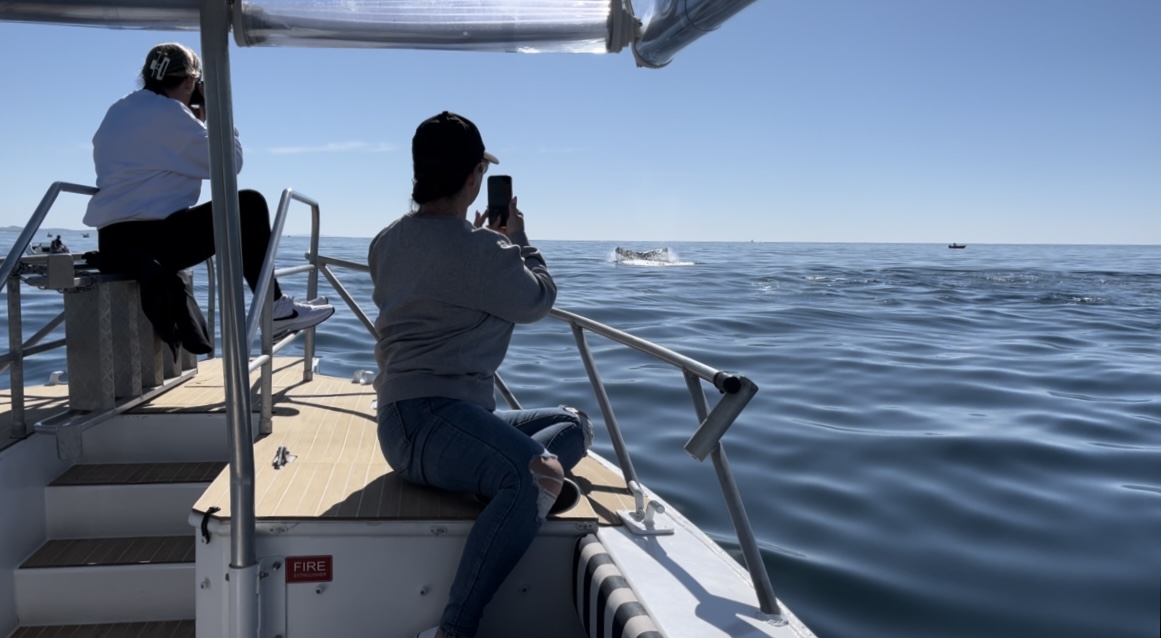Private Whale Watching Charter -2.5 hour for 8 guests