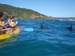 Dolphin View Kayak  + Great Beach Drive Adventure - Rainbow Beach tour