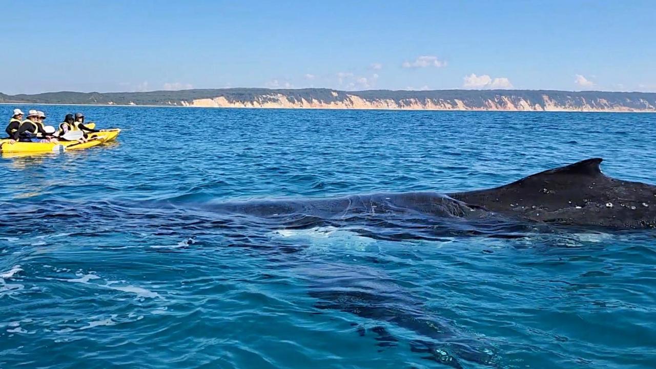 Whale Watching Ocean Kayak  + Great Beach Drive Adventure - Rainbow Beach tour