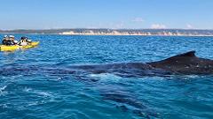 Whale Watching Ocean Kayak  + Great Beach Drive Adventure - Rainbow Beach tour