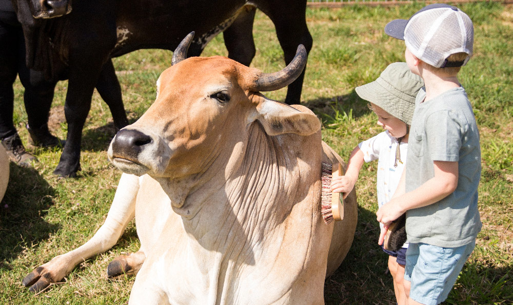 Private Cow Cuddling Session (Flat-rate of just $179 for up to 6 people)