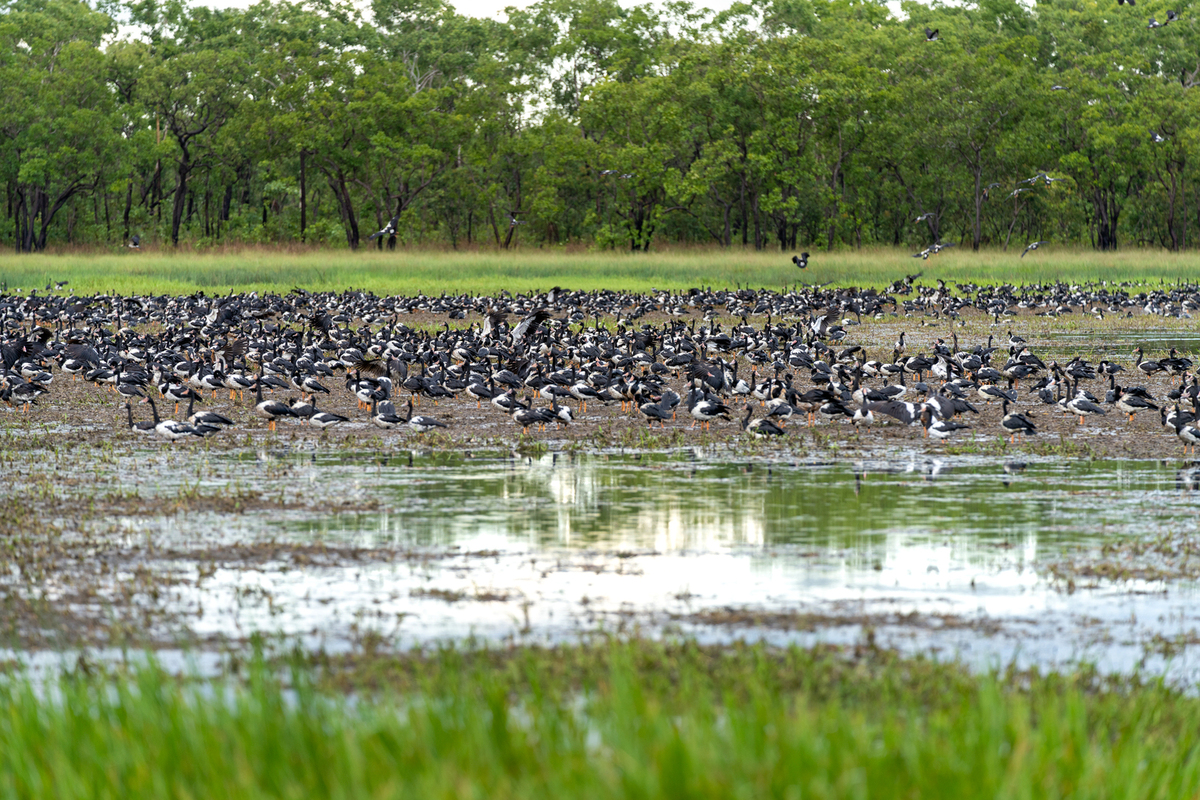 Autopia Tours: Kakadu Overnight Retreat 2 Day - Lodge Single Room from Darwin