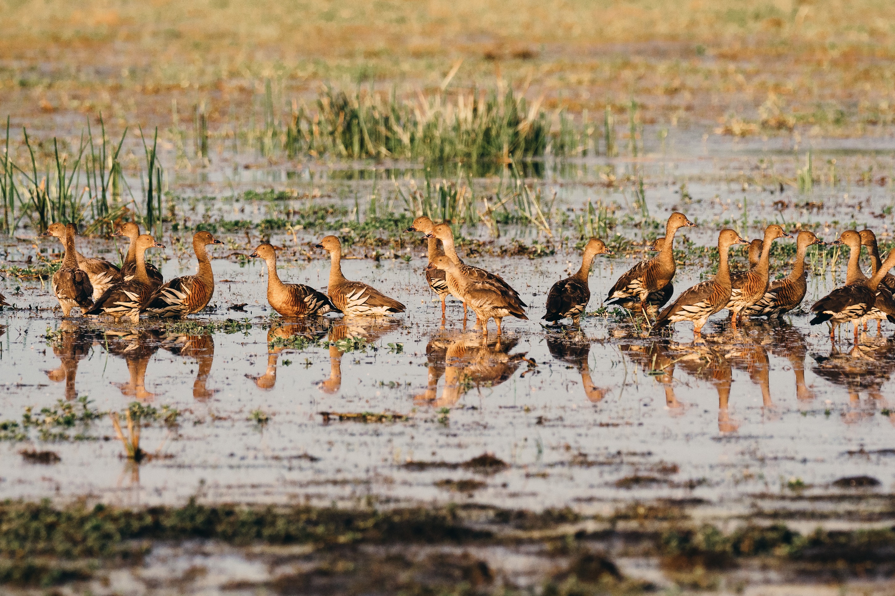 Autopia Tours: Kakadu Wilderness Escape + Fogg Dam from Darwin