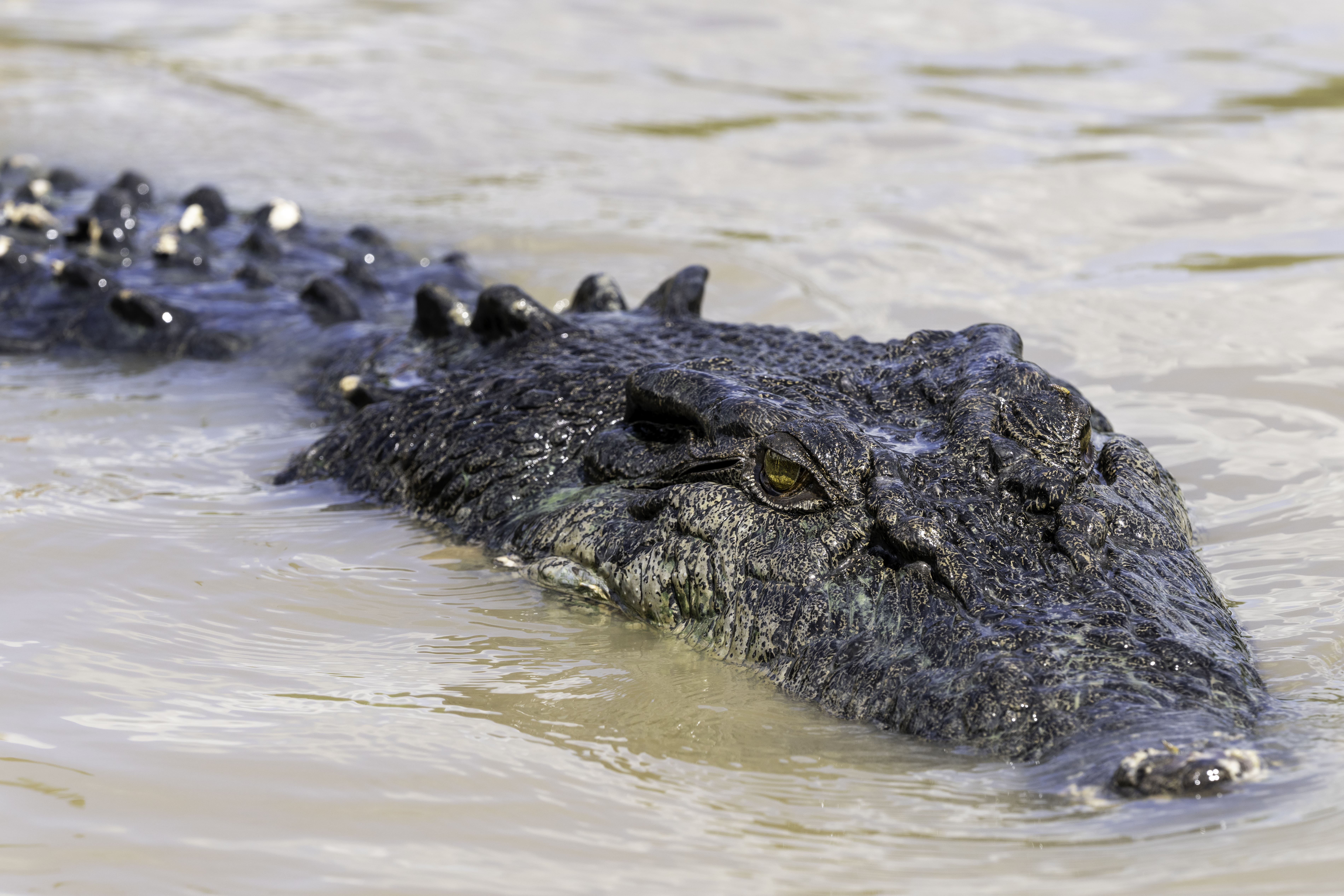 1-Day Jumping Crocodile Cruise Tour from Darwin