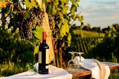 Private Gourmet Wine Tour in Tuscany 