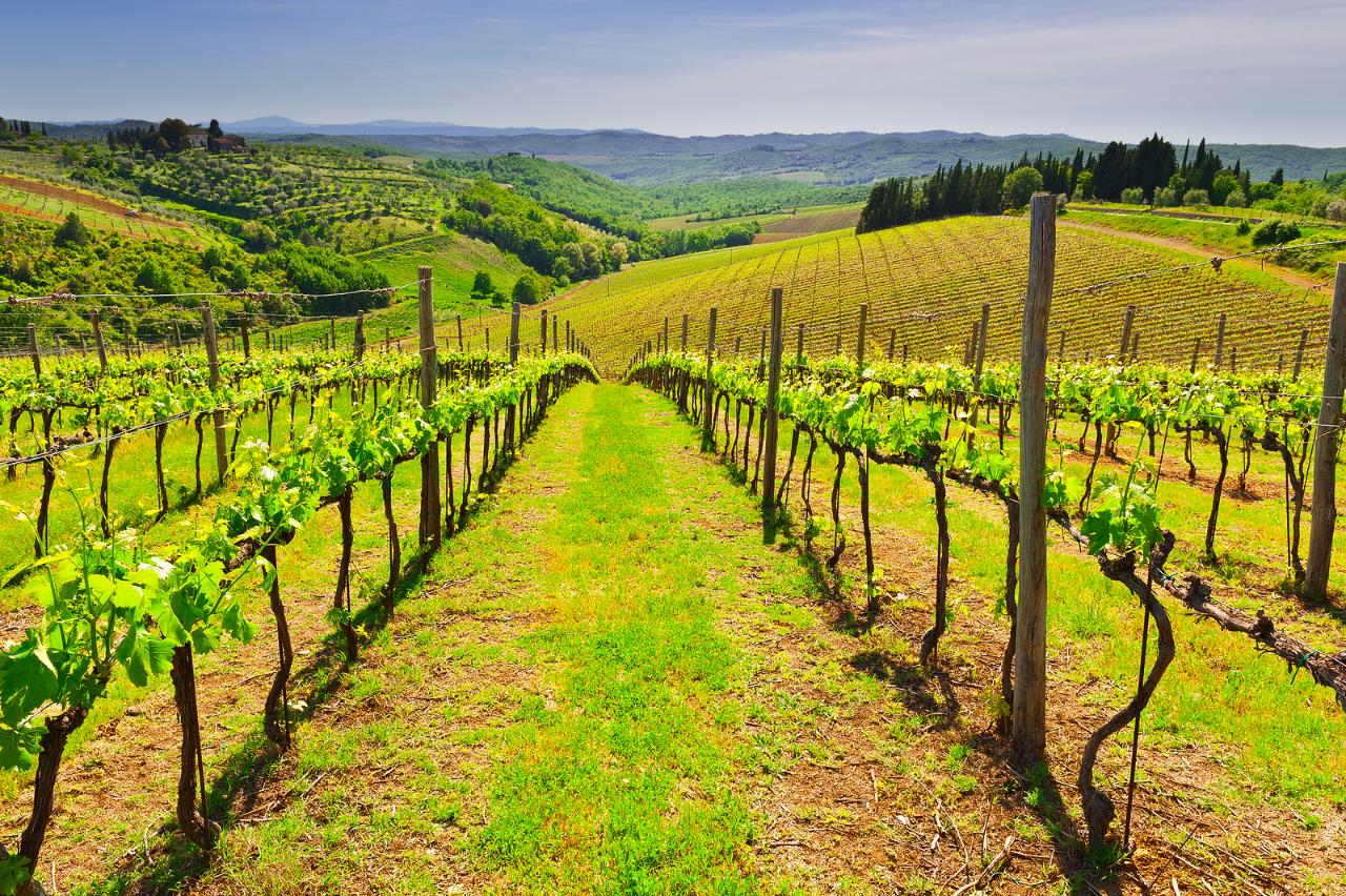 SoletoTravel: Private Gourmet Wine Tour in Tuscany — Chianti Classico - Photo 8