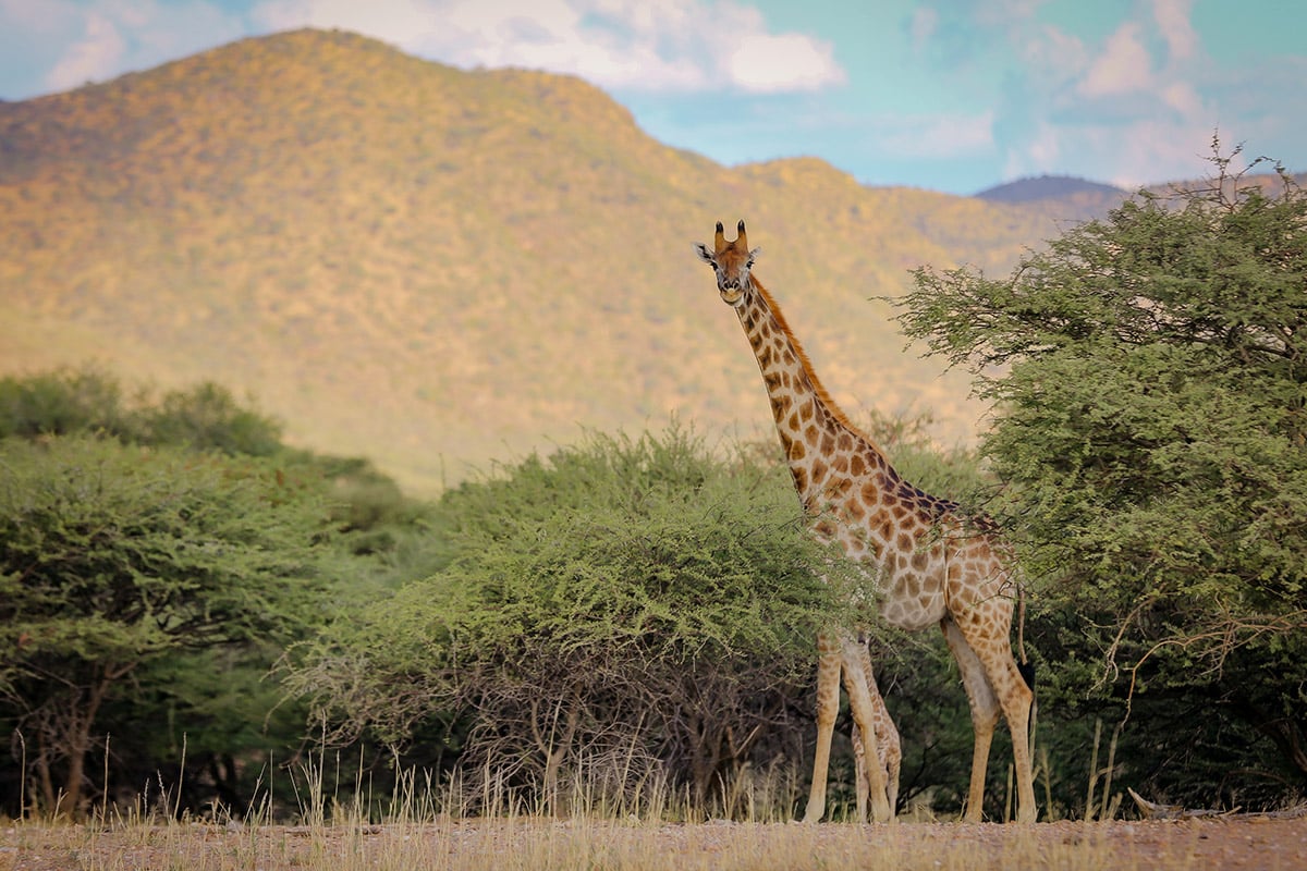 ORME NELLA NATURA: TREKKING E FAUNA SELVATICA IN NAMIBIA