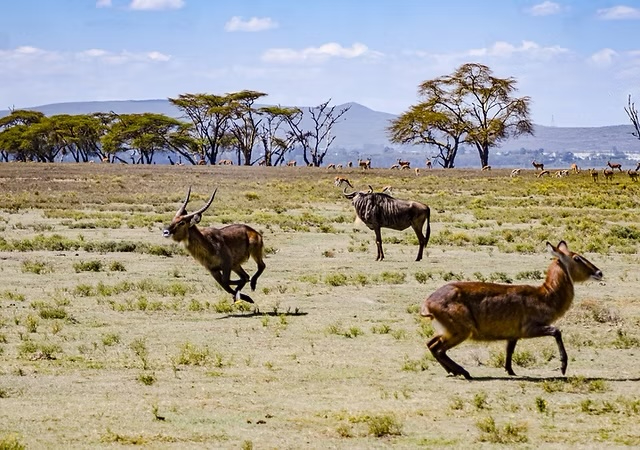 MERAVIGLIE DEL KENYA: SAFARI AVVENTUROSO CON ESCURSIONI A PIEDI