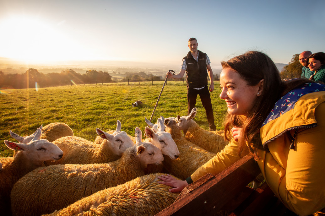 Sheepdogs At Work - Public Booking (20 Spaces)