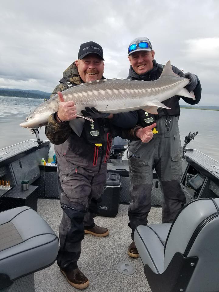 Sturgeon Lower Columbia River