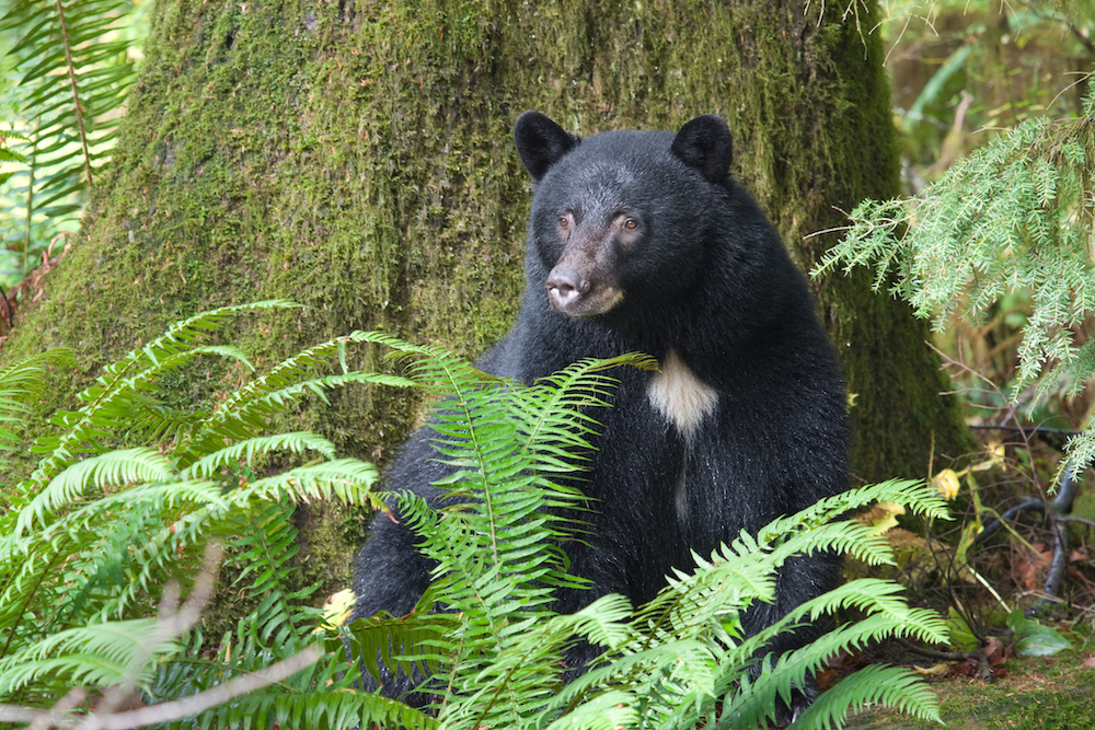 Bears & the Big Tree Trail