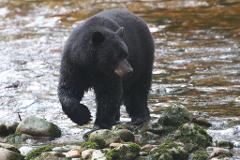 Bears & the Big Tree Trail