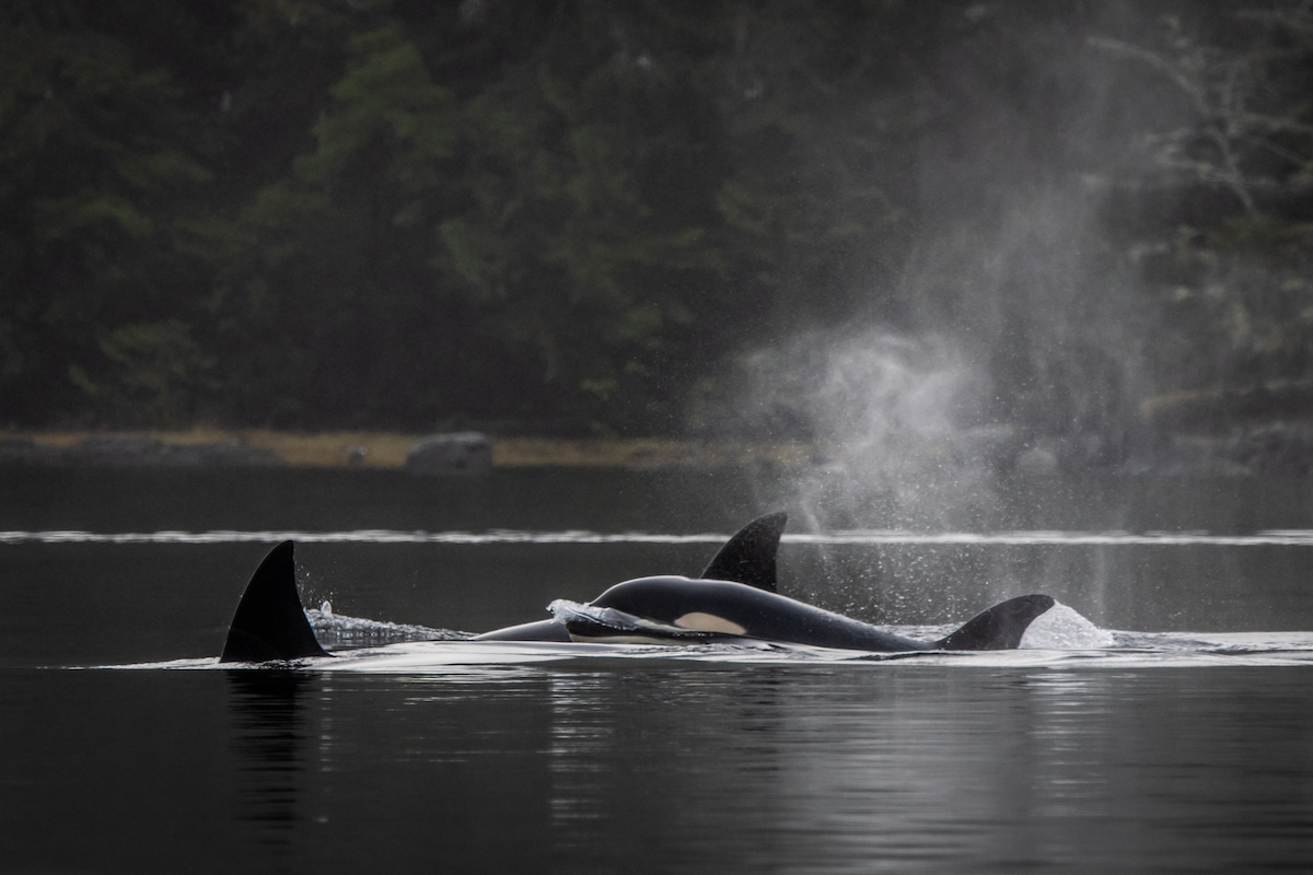 Tofino Wildlife & Hot Springs Safari