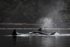 Tofino Wildlife & Hot Springs Safari