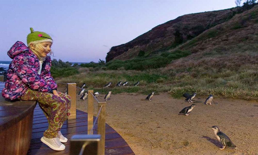 Phillip Island Penguin Parade Tour - Regular Tour