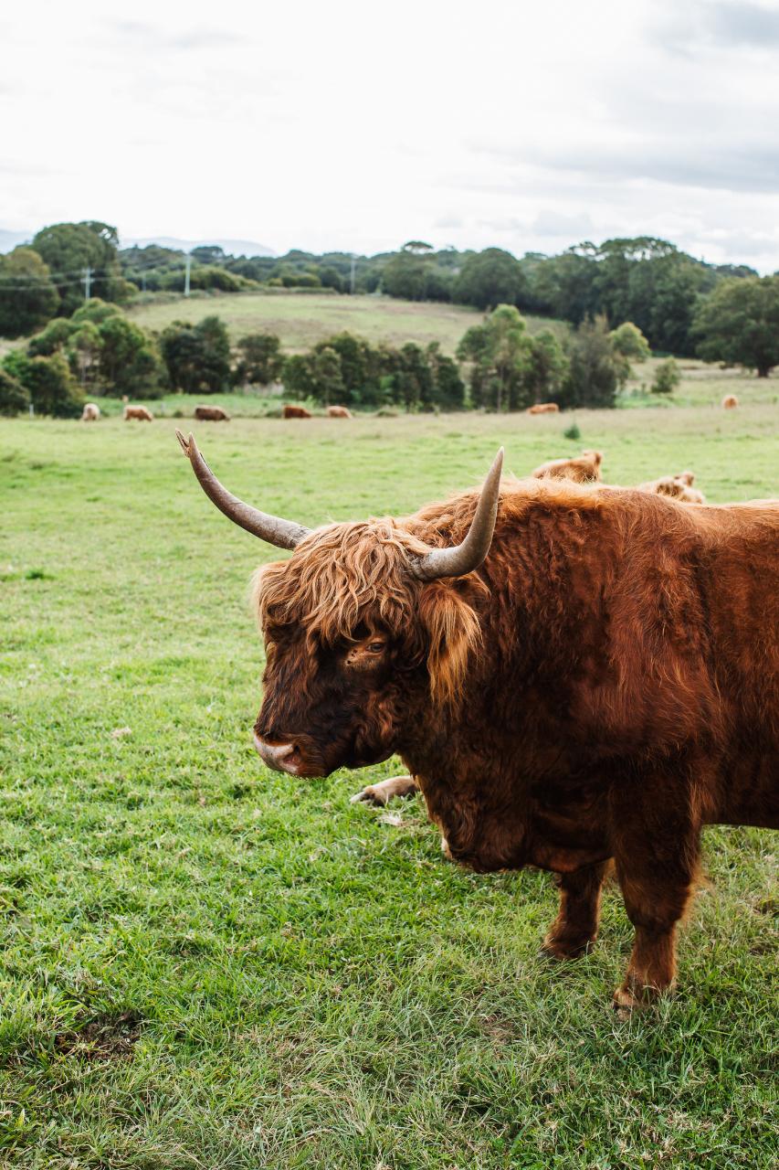 Private Tour The Farm Long Lunch & Husk Distillery Kiff & Culture