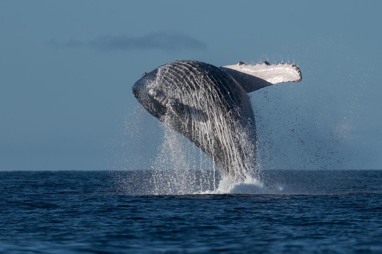 2HR Mooloolaba Whale Watching Experience (June - Oct)