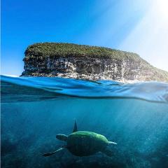 2.5 Hour Snorkel with Turtles at Mudjimba Island.
