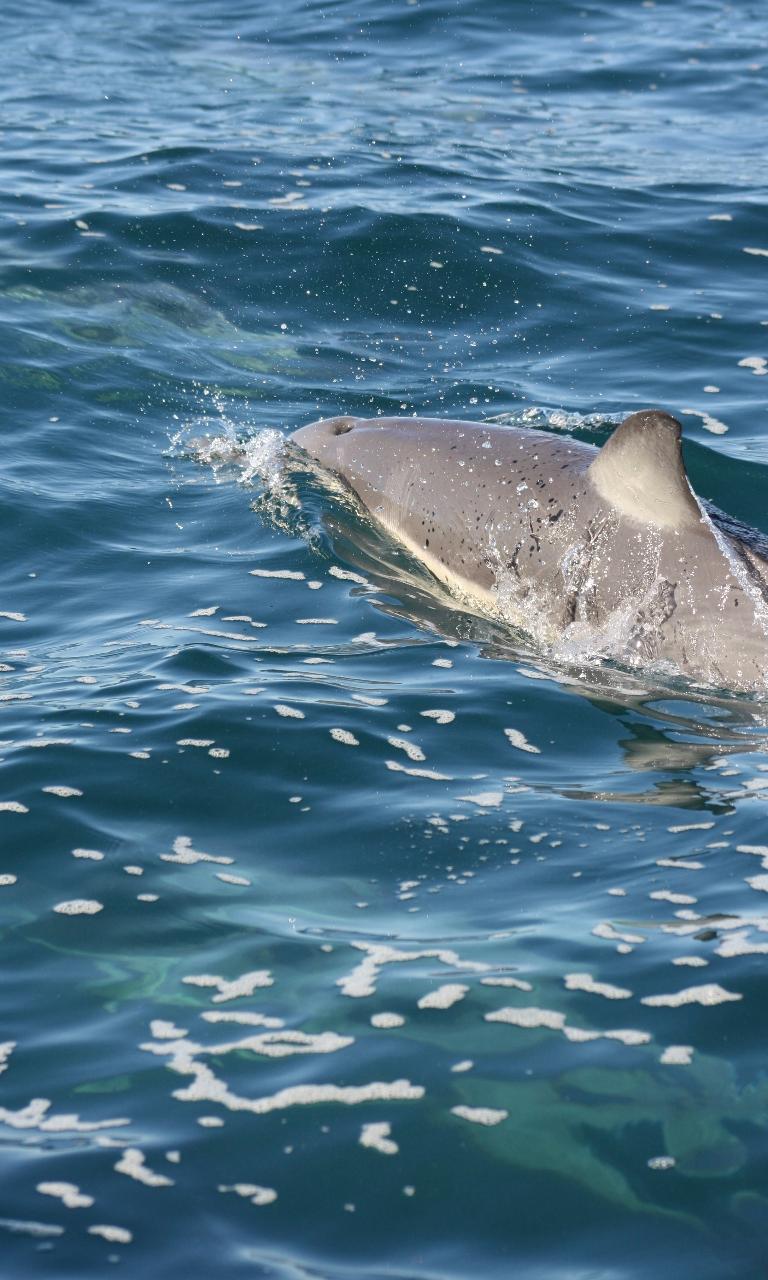 2 Hour Mooloolaba Dolphin Safari 