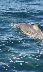 2 Hour Mooloolaba Dolphin Safari 