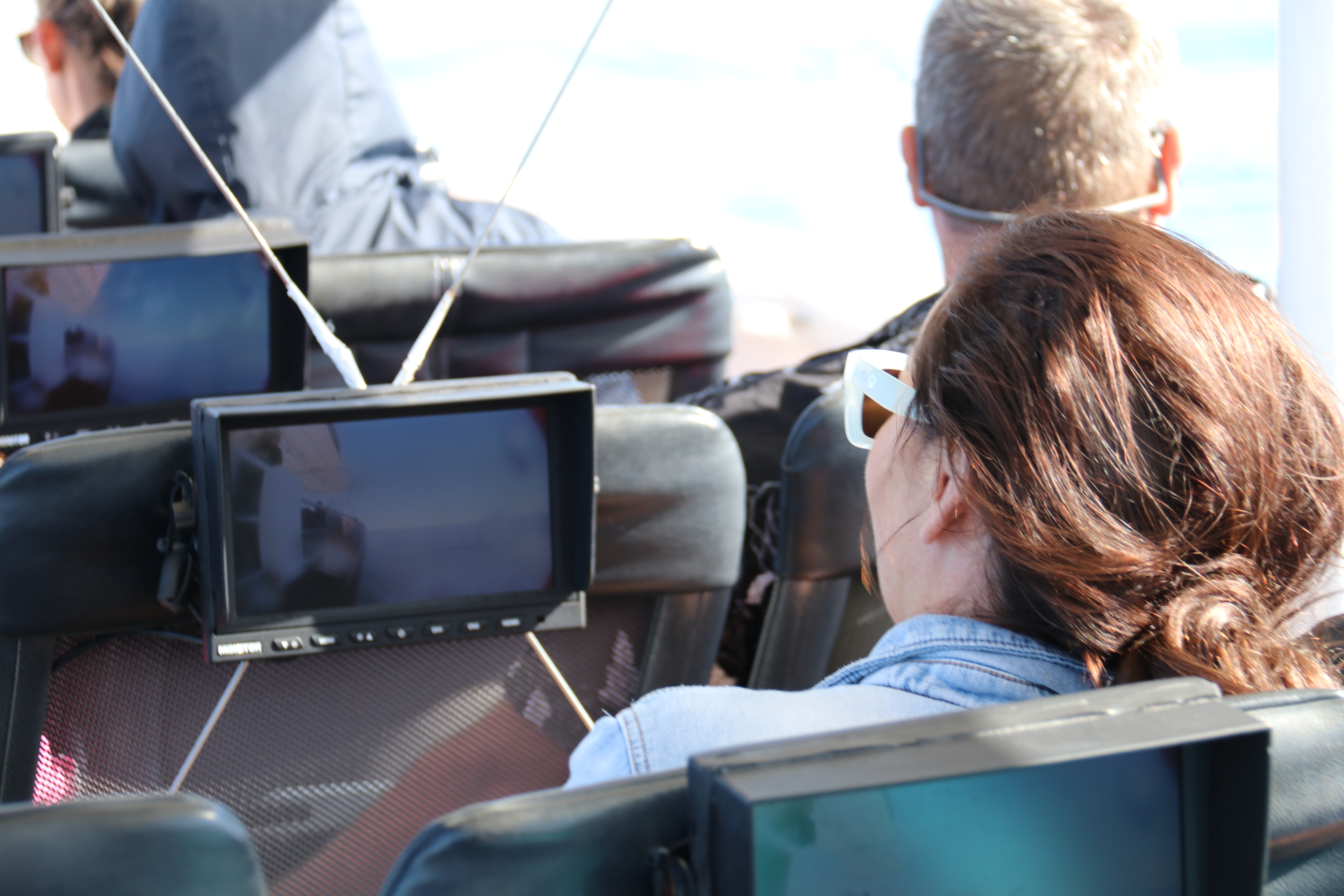 Mooloolaba Turtle Tour 1.5HR (Nov - May)