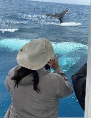 2HR Mooloolaba Whale Watching Experience (June - Oct)